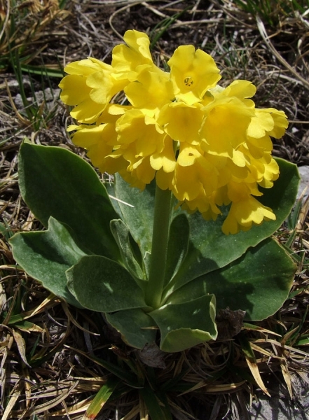 Pflanzenbild gross Aurikel - Primula auricula