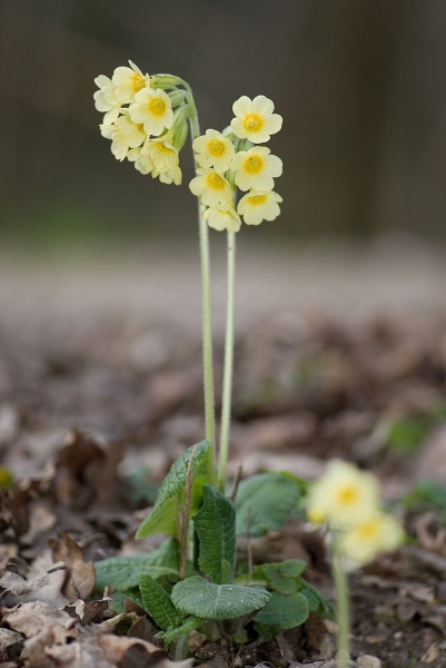 Pflanzenbild gross Wald-Schlüsselblume - Primula elatior