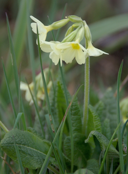 Pflanzenbild gross Wald-Schlüsselblume - Primula elatior