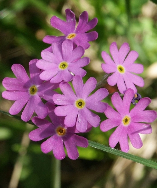 Pflanzenbild gross Mehl-Primel - Primula farinosa