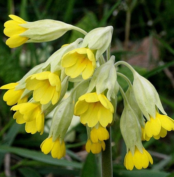 Pflanzenbild gross Frühlings-Schlüsselblume - Primula veris