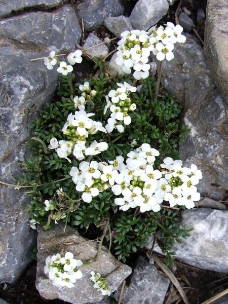 Pflanzenbild gross Gämskresse - Pritzelago alpina