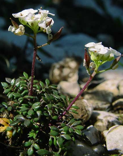 Pflanzenbild gross Gämskresse - Pritzelago alpina