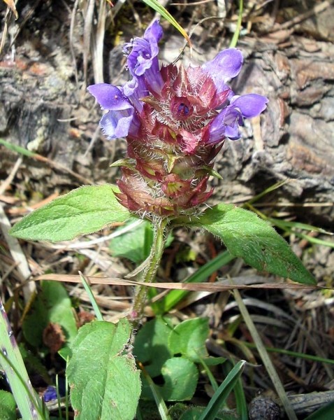 Pflanzenbild gross Kleine Brunelle - Prunella vulgaris