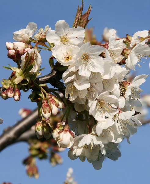 Pflanzenbild gross Süsskirsche - Prunus avium