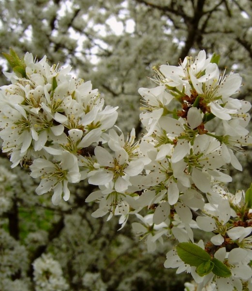 Pflanzenbild gross Schwarzdorn - Prunus spinosa