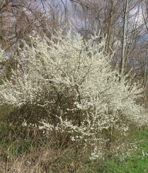 Pflanzenbild gross Schwarzdorn - Prunus spinosa