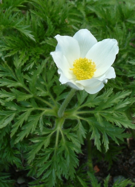 Pflanzenbild gross Weisse Alpen-Anemone - Pulsatilla alpina subsp. alpina
