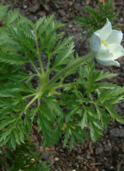 Pflanzenbild gross Weisse Alpen-Anemone - Pulsatilla alpina subsp. alpina