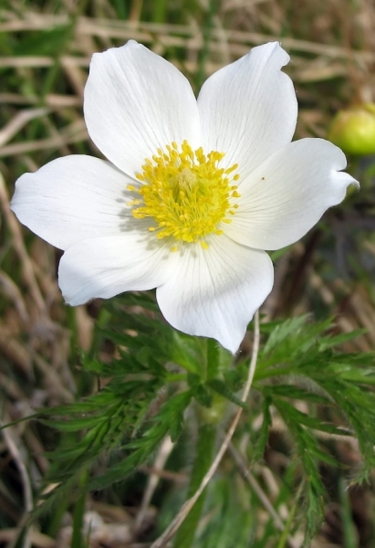 Pflanzenbild gross Weisse Alpen-Anemone - Pulsatilla alpina subsp. alpina