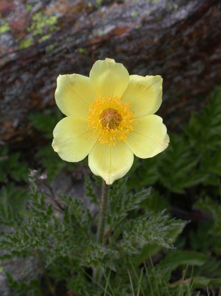 Pflanzenbild gross Schwefel-Anemone - Pulsatilla alpina subsp. apiifolia