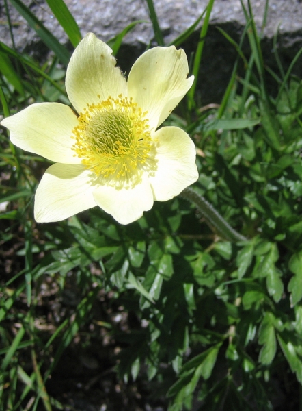 Pflanzenbild gross Schwefel-Anemone - Pulsatilla alpina subsp. apiifolia