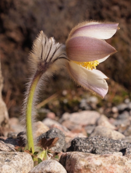 Pflanzenbild gross Frühlings-Anemone - Pulsatilla vernalis