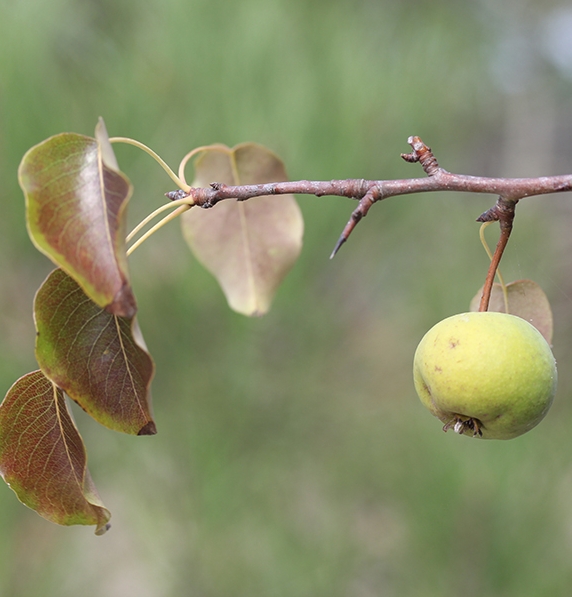 Pflanzenbild gross Wilder Birnbaum - Pyrus pyraster