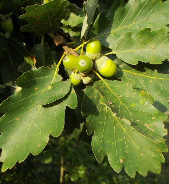 Pflanzenbild gross Trauben-Eiche - Quercus petraea