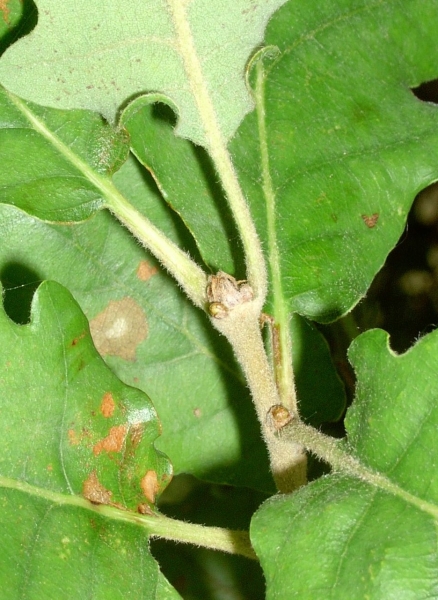 Pflanzenbild gross Flaum-Eiche - Quercus pubescens