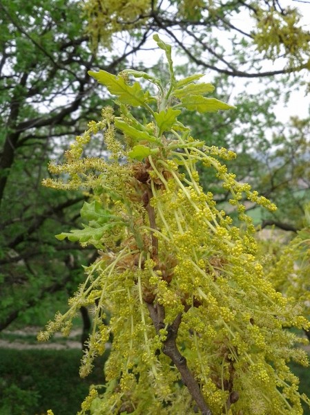 Pflanzenbild gross Flaum-Eiche - Quercus pubescens