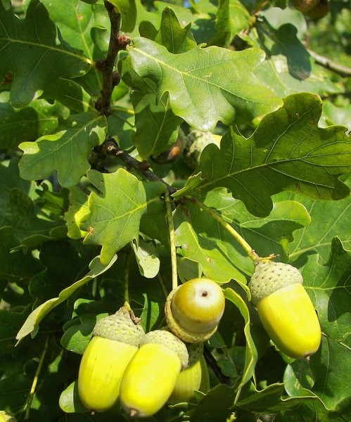 Pflanzenbild gross Stiel-Eiche - Quercus robur