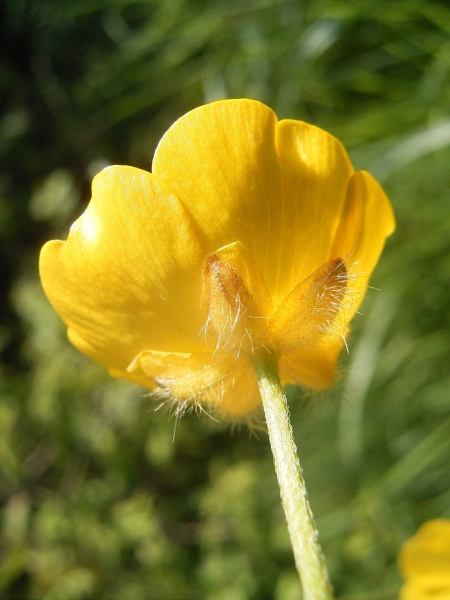 Pflanzenbild gross Scharfer Hahnenfuss - Ranunculus acris