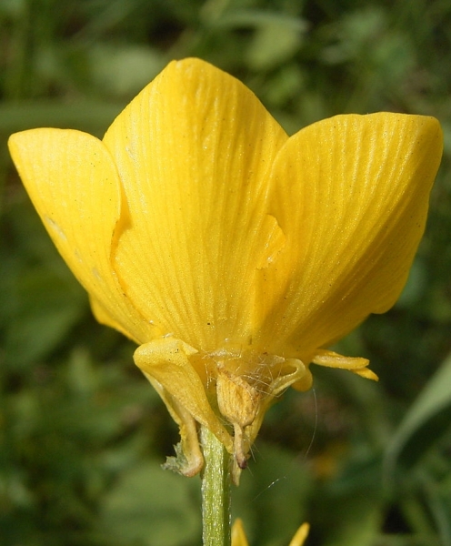 Pflanzenbild gross Knolliger Hahnenfuss - Ranunculus bulbosus