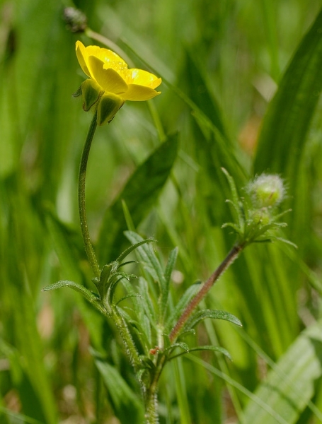 Pflanzenbild gross Knolliger Hahnenfuss - Ranunculus bulbosus