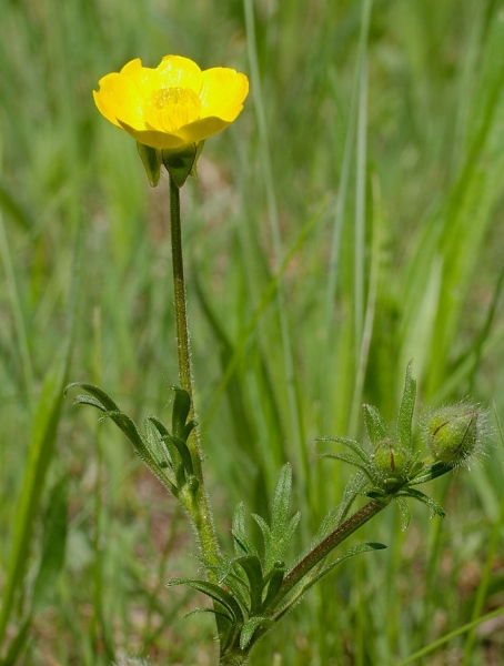 Pflanzenbild gross Knolliger Hahnenfuss - Ranunculus bulbosus