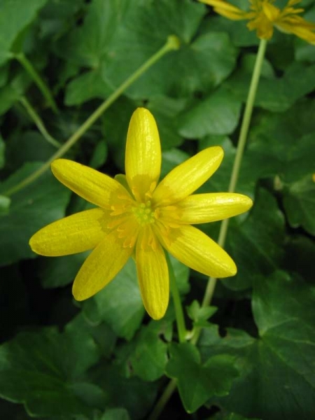 Pflanzenbild gross Scharbockskraut - Ranunculus ficaria
