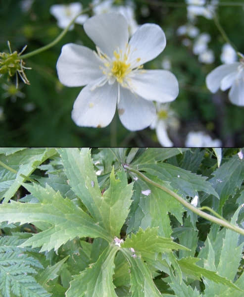 Pflanzenbild gross Platanenblättriger Hahnenfuss - Ranunculus platanifolius