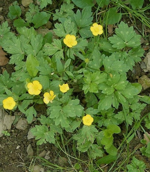 Pflanzenbild gross Kriechender Hahnenfuss - Ranunculus repens