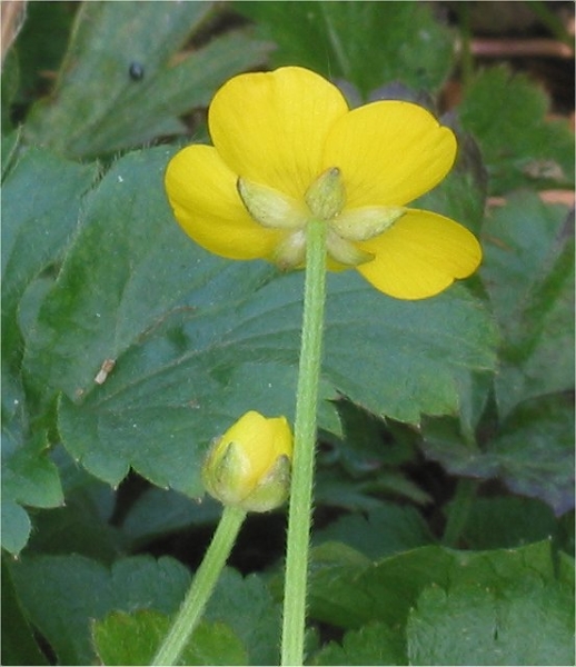 Pflanzenbild gross Kriechender Hahnenfuss - Ranunculus repens