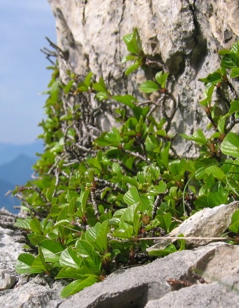 Pflanzenbild gross Zwerg-Kreuzdorn - Rhamnus pumila