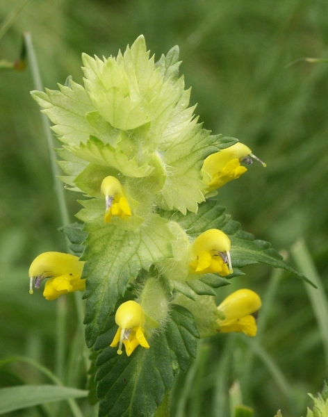 Pflanzenbild gross Zottiger Klappertopf - Rhinanthus alectorolophus