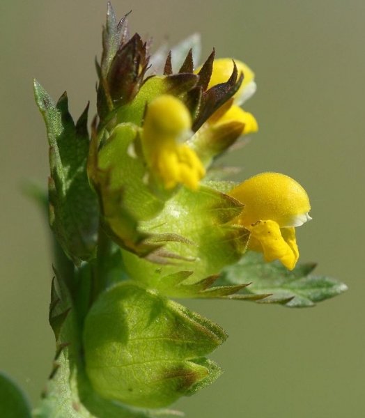 Pflanzenbild gross Kleiner Klappertopf - Rhinanthus minor
