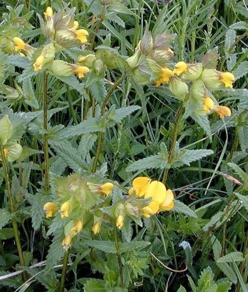 Pflanzenbild gross Kleiner Klappertopf - Rhinanthus minor