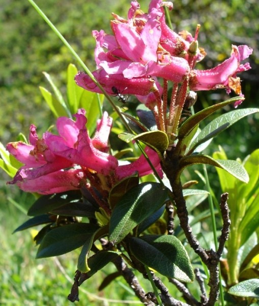Pflanzenbild gross Rostblättrige Alpenrose - Rhododendron ferrugineum