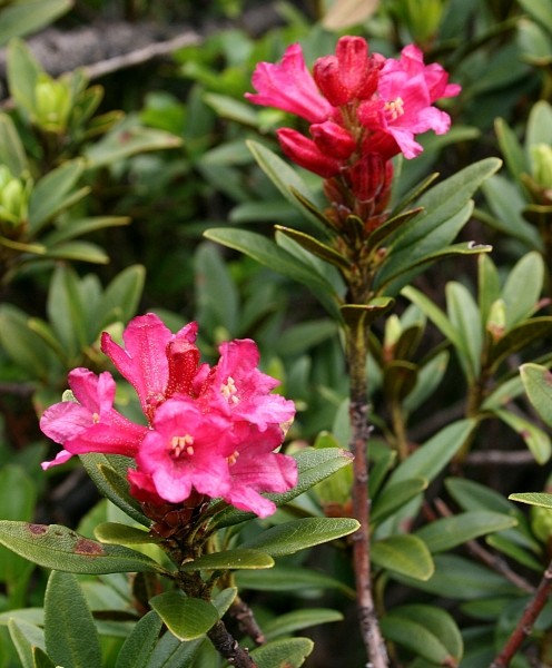 Pflanzenbild gross Rostblättrige Alpenrose - Rhododendron ferrugineum