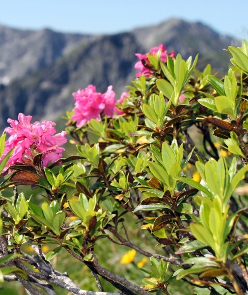 Pflanzenbild gross Rostblättrige Alpenrose - Rhododendron ferrugineum