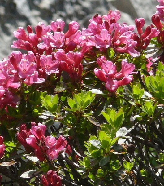 Pflanzenbild gross Bewimperte Alpenrose - Rhododendron hirsutum