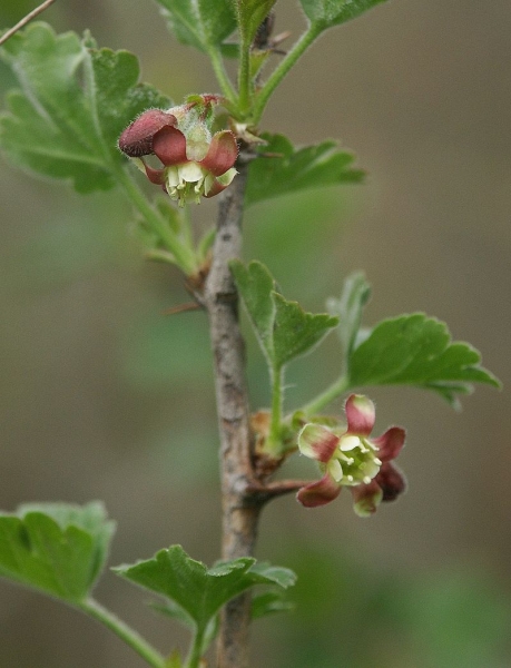 Pflanzenbild gross Stachelbeere - Ribes uva-crispa