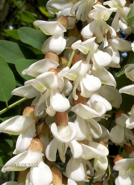 Pflanzenbild gross Robinie - Robinia pseudoacacia