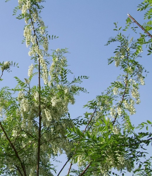 Pflanzenbild gross Robinie - Robinia pseudoacacia