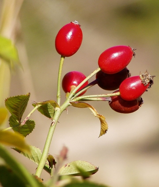 Pflanzenbild gross Hunds-Rose - Rosa canina aggr.