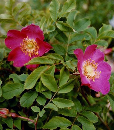 Pflanzenbild gross Alpen-Hagrose - Rosa pendulina