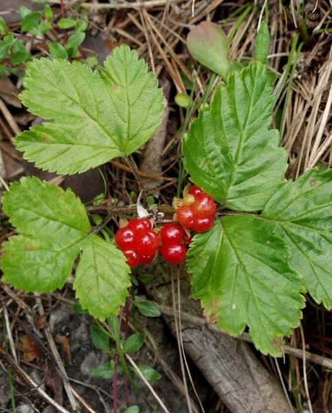 Pflanzenbild gross Steinbeere - Rubus saxatilis