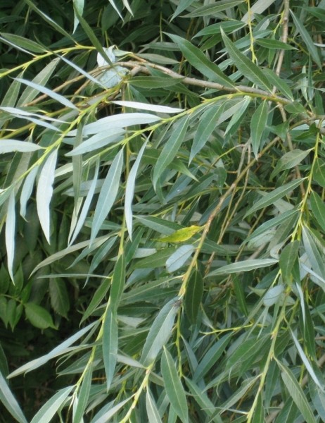 Pflanzenbild gross Silber-Weide - Salix alba