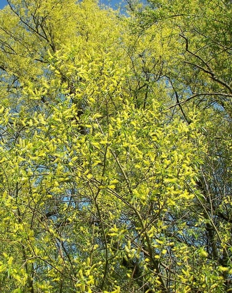 Pflanzenbild gross Silber-Weide - Salix alba