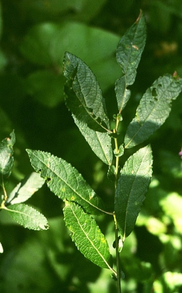 Pflanzenbild gross Grossblättrige Weide - Salix appendiculata