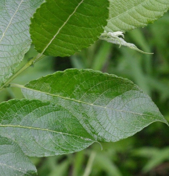 Pflanzenbild gross Grossblättrige Weide - Salix appendiculata