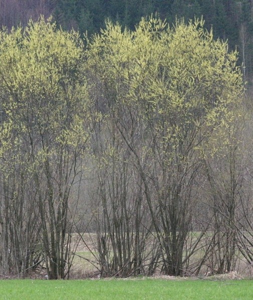 Pflanzenbild gross Lavendel-Weide - Salix elaeagnos