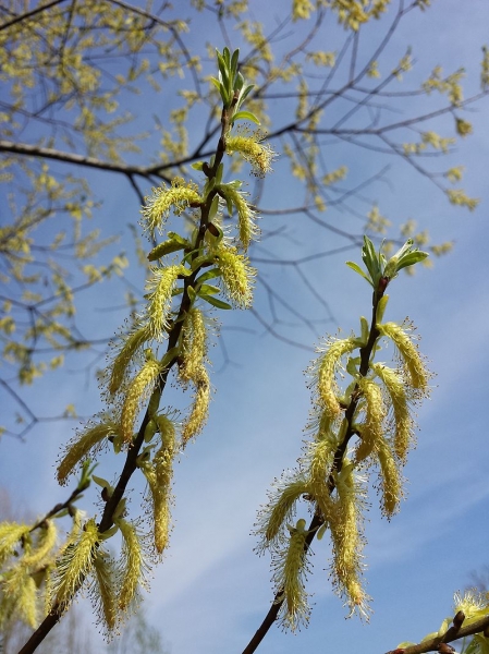 Pflanzenbild gross Lavendel-Weide - Salix elaeagnos